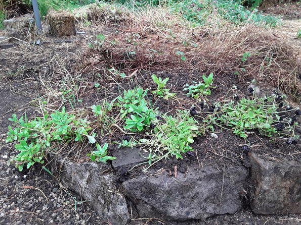 Ice Plant with Violas